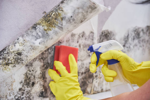 Professional Mold Removal Services in Tashua, CT